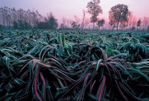 1380019_629557550416769_1215968109_n