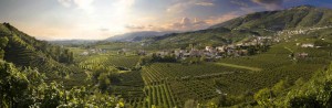 colline del prosecco