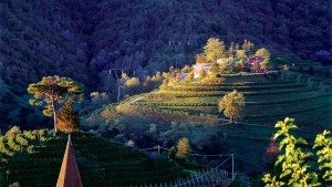 cantina vigne matte 