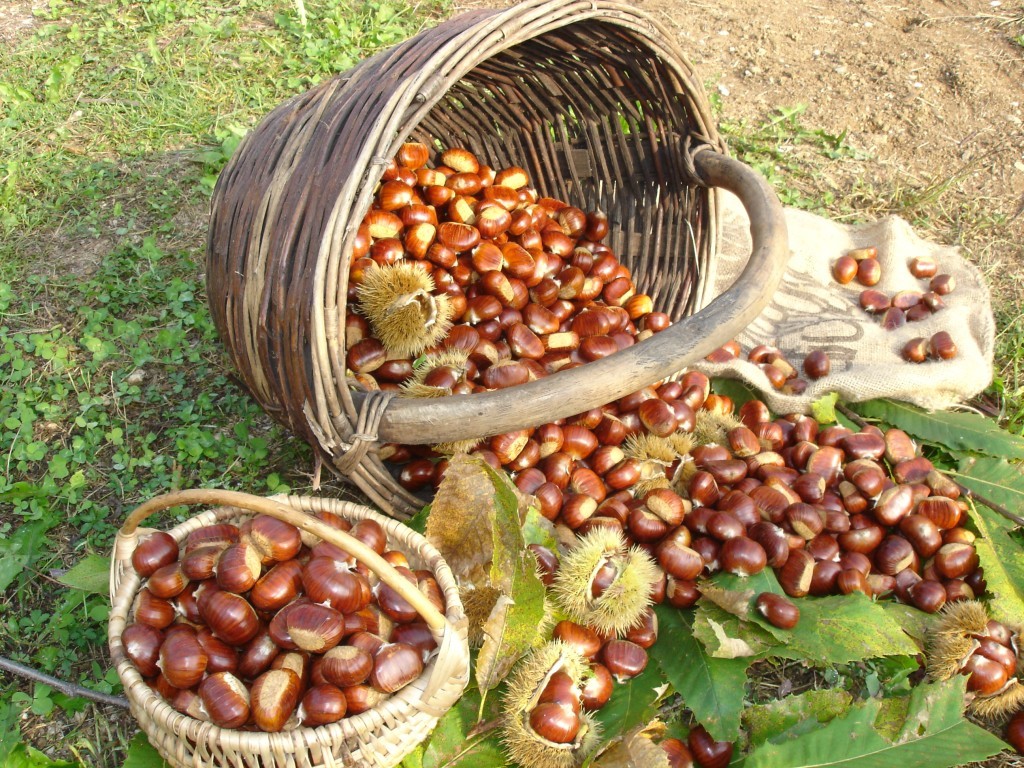 festa marroni combai